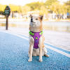 Picture of PHOEPET No Pull Dog Harness, Unique Colors Reflective Adjustable Dog Vest, with Soft Training Handle Metal Clips for Small Medium Large Dogs (Purple Base & Green Straps,XS)