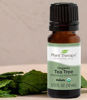 Picture of Plant Therapy Organic Tea Tree Oil (Melaleuca) 100% Pure, USDA Certified Organic, Undiluted, Natural Aromatherapy, Therapeutic Grade 10 mL (1/3 oz)