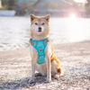 Picture of PHOEPET No Pull Dog Harness, Unique Colors Reflective Adjustable Dog Vest, with Soft Training Handle Metal Clips for Small Medium Large Dogs (Mint Green Base & Grey Straps,L)