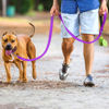 Picture of Joytale Double-Sided Reflective Dog Leash, 6 FT/5 FT/4 FT, Padded Handle Nylon Dogs Leashes for Medium & Large Dogs Walking, Purple, 5FT