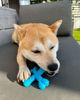 Picture of Nylabone Dog Toy Power Chew Dog Toy for Aggressive Chewers - X-Shape Dog Toy - Small - Up to 25 lbs.