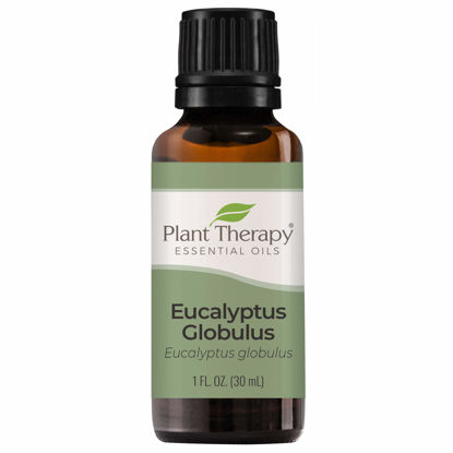 Picture of Plant Therapy Eucalyptus Globulus Essential Oil 30 mL (1 oz) 100% Pure, Undiluted, Therapeutic Grade