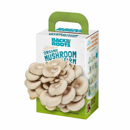 Picture of Back to the Roots Organic Mini Mushroom Grow Kit, Harvest Gourmet Oyster Mushrooms In 10 days, Top Gardening Gift, Holiday Gift, & Unique Gift