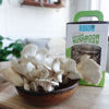 Picture of Back to the Roots Organic Mini Mushroom Grow Kit, Harvest Gourmet Oyster Mushrooms In 10 days, Top Gardening Gift, Holiday Gift, & Unique Gift