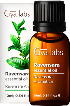 Picture of Gya Labs Ravensara Essential Oil (10ml) - Sweet, Spicy & Purifying Scent