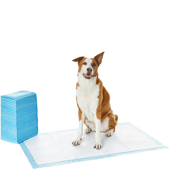 Potty training best sale pads for dogs