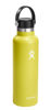 Picture of Hydro Flask 21 oz Standard Mouth with Flex Cap Stainless Steel Reusable Water Bottle Cactus - Vacuum Insulated, Dishwasher Safe, BPA-Free, Non-Toxic