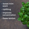 Picture of Plant Therapy Spearmint Essential Oil 100 mL (3.3 oz) 100% Pure, Undiluted, Therapeutic Grade