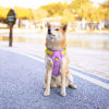 Picture of PHOEPET No Pull Dog Harness, Unique Colors Reflective Adjustable Dog Vest, with Soft Training Handle Metal Clips for Small Medium Large Dogs (Baby Purple Base & Yellow Straps,M)