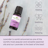 Picture of Plant Therapy Lavender Essential Oil 100% Pure, Undiluted, Natural Aromatherapy, Therapeutic Grade 30 mL (1 oz)