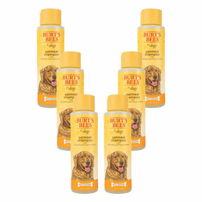 Picture of Burt's Bees for Pets Natural Oatmeal Dog Shampoo | With Colloidal Oat Flour & Honey | Cruelty Free, Sulfate & Paraben Free, pH Balanced for Dogs - Made in USA, 16 Oz - Pack of 6