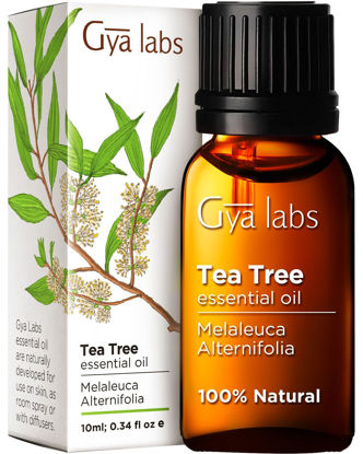 Picture of Gya Labs Pure Australian Tea Tree Oil for Skin, Hair, Face & Toenails (10 ml) - Natural Melaleuca Tea Tree Essential Oil for Piercings, Scalp & Hair