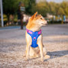 Picture of PHOEPET No Pull Dog Harness, Unique Colors Reflective Adjustable Dog Vest, with Soft Training Handle Metal Clips for Small Medium Large Dogs (Royal Blue Base & Pink Straps,S)