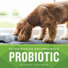 Picture of VetIQ Probiotic Supplement for Dogs, Hickory Smoke Flavor, 60 Count