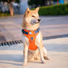 Picture of PHOEPET No Pull Dog Harness, Unique Colors Reflective Adjustable Dog Vest, with Soft Training Handle Metal Clips for Small Medium Large Dogs (Orange Base & Blue Straps,S)