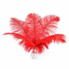 Picture of 24pcs Natural Bright Red Ostrich Feathers 10-12inch (25-30cm) for Wedding Party Centerpieces，Flower Arrangement and Home Decoration.