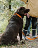 Picture of TagME Reflective Nylon Dog Collars, Adjustable Classic Dog Collar with Quick Release Buckle for Large Dogs, Orange, 1.0" Width