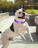 Picture of TagME Reflective Nylon Dog Collars, Adjustable Classic Dog Collar with Quick Release Buckle for Small Dogs, Purple, 5/8" Width