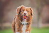 Picture of Chuckit! Dog Fetch Ball Medley, Medium, 3 Pack, Ultra, Rugged Balls Included