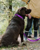 Picture of TagME Reflective Nylon Dog Collars, Adjustable Classic Dog Collar with Quick Release Buckle for Large Dogs, Purple, 1.0" Width