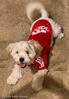 Picture of Idepet Soft Cotton Adidog Cloth Hoody for Dog, M, Red