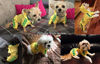 Picture of idepet Cotton Dog Hoodie Clothes Outfit Coat Jacket, XS, Yellow