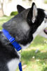 Picture of Country Brook Design - Royal Blue Martingale Heavy Duty Nylon Dog Collar - 21 Vibrant Color Options (3/4 Inch Width, Small)