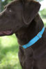 Picture of Country Brook Design - Ice Blue Martingale Heavy Duty Nylon Dog Collar - 21 Vibrant Color Options (3/4 Inch Width, Small)