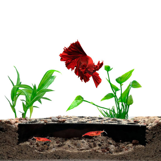 Picture of Shrimp Breeding Protector | Shrimp Breeding Cave Aquarium Tunnel | CTWPets (Black)