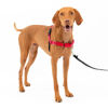 Picture of PetSafe Easy Walk No-Pull Dog Harness - The Ultimate Harness to Help Stop Pulling - Take Control & Teach Better Leash Manners - Helps Prevent Pets Pulling on Walks, Medium, Red/Black