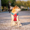 Picture of PHOEPET No Pull Dog Harness, Unique Colors Reflective Adjustable Dog Vest, with Soft Training Handle Metal Clips for Small Medium Large Dogs (Red Base & Teal Straps,XS)