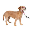 Picture of PetSafe Gentle Leader No-Pull Dog Headcollar - The Ultimate Solution to Pulling - Redirects Your Dog's Pulling For Easier Walks - Helps You Regain Control - Small, Raspberry Pink