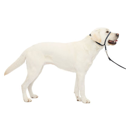 Picture of PetSafe Gentle Leader No-Pull Dog Headcollar - The Ultimate Solution to Pulling - Redirects Your Dog's Pulling for Easier Walks - Helps You Regain Control - Large, Charcoal