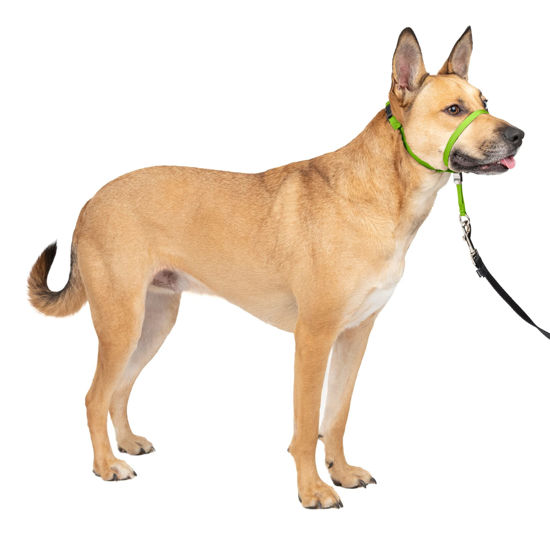 Picture of PetSafe Gentle Leader No-Pull Dog Headcollar - The Ultimate Solution to Pulling - Redirects Your Dog's Pulling For Easier Walks - Helps You Regain Control - Medium , Apple Green