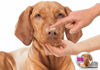 Picture of The Blissful Dog Vizsla Nose Butter - Dog Nose Butter, 4 Ounce