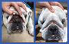 Picture of Squishface Wrinkle Paste - Bulldog, French Bulldog, Pug, English Bulldog - Cleans Wrinkles, Tear Stain, Tail Pockets, and Paws - Anti-Itch Tear Stain Remover & Bulldog Wrinkle Cream, 2 Oz.