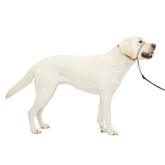 Picture of PetSafe Gentle Leader No-Pull Dog Headcollar - The Ultimate Solution to Pulling - Redirects Your Dog's Pulling for Easier Walks - Helps You Regain Control - Large, Fawn