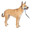 Picture of PetSafe Gentle Leader No-Pull Dog Headcollar - The Ultimate Solution to Pulling - Redirects Your Dog's Pulling for Easier Walks - Helps You Regain Control - Medium, Royal Blue