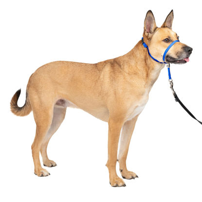 Picture of PetSafe Gentle Leader No-Pull Dog Headcollar - The Ultimate Solution to Pulling - Redirects Your Dog's Pulling for Easier Walks - Helps You Regain Control - Medium, Royal Blue