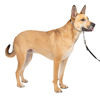 Picture of PetSafe Gentle Leader No-Pull Dog Headcollar - The Ultimate Solution to Pulling - Redirects Your Dog's Pulling for Easier Walks - Helps You Regain Control - Medium, Silver