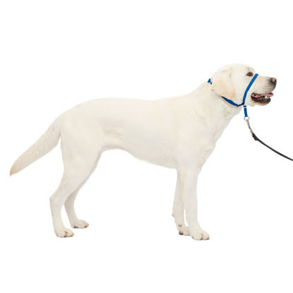 Picture of PetSafe Gentle Leader No-Pull Dog Headcollar - The Ultimate Solution to Pulling - Redirects Your Dog's Pulling for Easier Walks - Helps You Regain Control - Large, Royal Blue