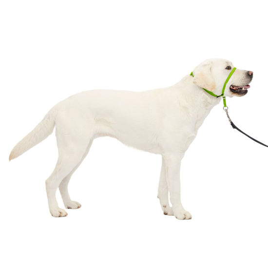 Picture of PetSafe Gentle Leader No-Pull Dog Headcollar - The Ultimate Solution to Pulling - Redirects Your Dog's Pulling For Easier Walks - Helps You Regain Control - Large, Apple Green