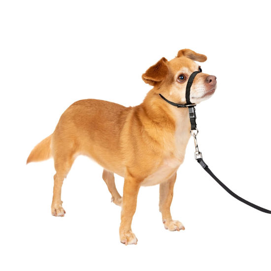 Picture of PetSafe Gentle Leader No-Pull Dog Headcollar - The Ultimate Solution to Pulling - Redirects Your Dog's Pulling for Easier Walks - Helps You Regain Control - Petite, Black