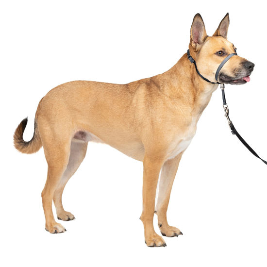 Picture of PetSafe Gentle Leader No-Pull Dog Headcollar - The Ultimate Solution to Pulling - Redirects Your Dog's Pulling for Easier Walks - Helps You Regain Control - Medium, Charcoal