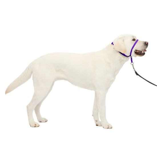 Picture of PetSafe Gentle Leader No-Pull Dog Headcollar - The Ultimate Solution to Pulling - Redirects Your Dog's Pulling for Easier Walks - Helps You Regain Control - Large, Deep Purple