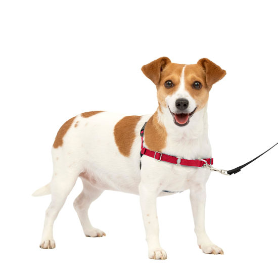 Picture of PetSafe Easy Walk No-Pull Dog Harness - The Ultimate Harness to Help Stop Pulling - Take Control & Teach Better Leash Manners - Helps Prevent Pets Pulling on Walks, Small, Red/Black