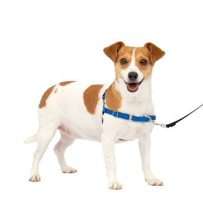 Picture of PetSafe Easy Walk No-Pull Dog Harness - The Ultimate Harness to Help Stop Pulling - Take Control & Teach Better Leash Manners - Helps Prevent Pets Pulling on Walks, Small, Royal Blue/Navy Blue