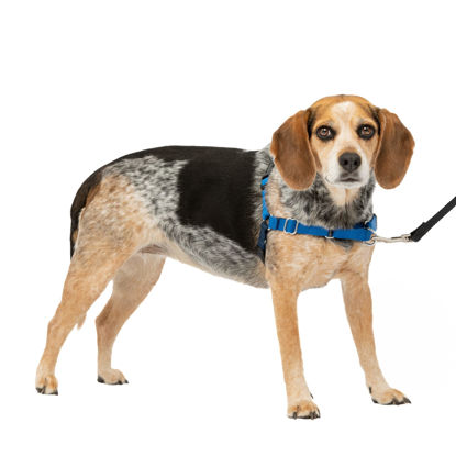 Picture of PetSafe Easy Walk No-Pull Dog Harness - The Ultimate Harness to Help Stop Pulling - Take Control & Teach Better Leash Manners - Helps Prevent Pets Pulling on Walks, Small/Medium, Royal Blue/Navy Blue