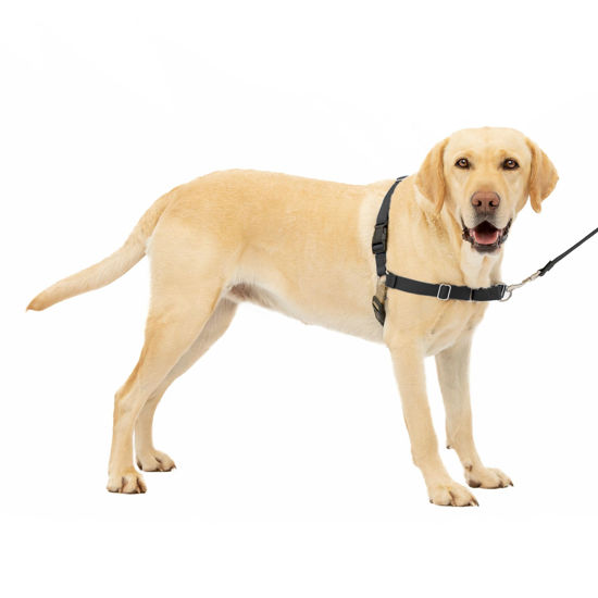 Picture of PetSafe Easy Walk No-Pull Dog Harness - The Ultimate Harness to Help Stop Pulling - Take Control & Teach Better Leash Manners - Helps Prevent Pets Pulling on Walks, Large, Black/Silver