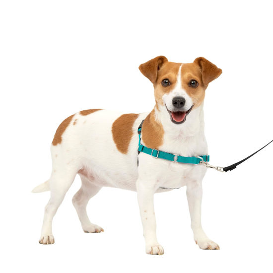 Picture of PetSafe Easy Walk No-Pull Dog Harness - The Ultimate Harness to Help Stop Pulling - Take Control & Teach Better Leash Manners - Helps Prevent Pets Pulling on Walks, Small, Teal